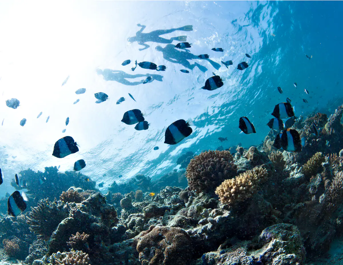 Snorkeling Experience